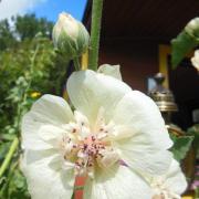 Rose trémiere et roulotte 1
